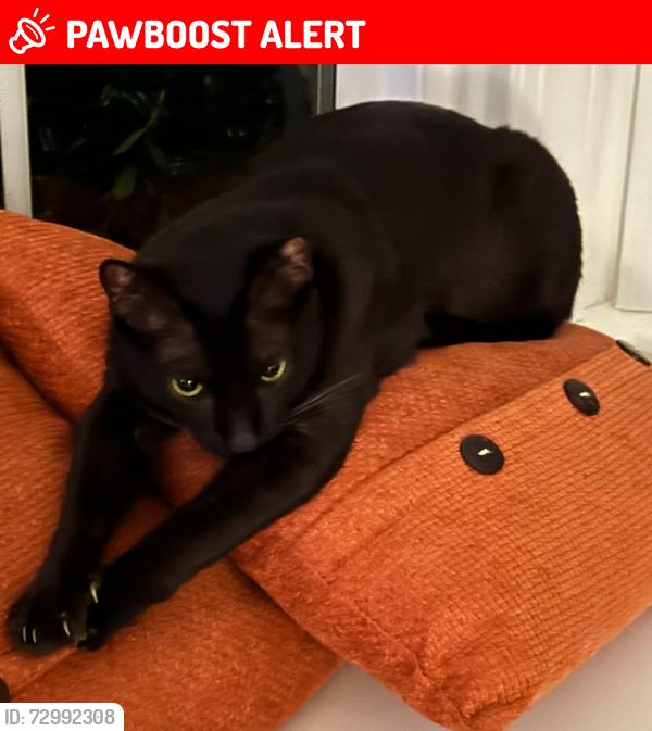 Lost Female Cat last seen Captain Lowman Rd , Lake Murray of Richland, SC 29036