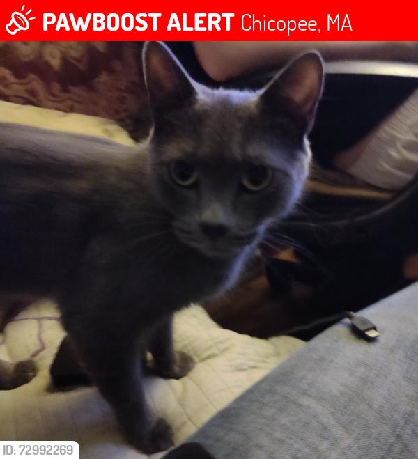 Lost Female Cat last seen The view tavern, berger st. Chicopee , Chicopee, MA 01020
