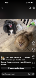 Found/Stray Unknown Dog last seen Maple and Ridge,Wichita Ks, Wichita, KS 67209