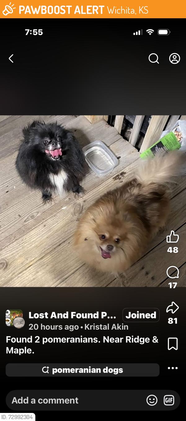 Found/Stray Unknown Dog last seen Maple and Ridge,Wichita Ks, Wichita, KS 67209