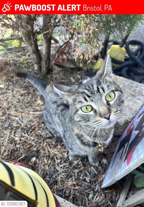 Lost Female Cat last seen Veterans Highway, Bristol, PA 19007