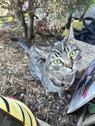 Lost Female Cat last seen Veterans Highway, Bristol, PA 19007