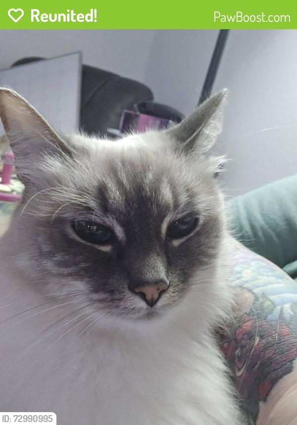 Reunited Female Cat last seen Cherry Ave, Keizer, OR 97303
