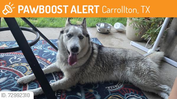 Found/Stray Female Dog last seen Near E Belt Line Rd, Carrollton, TX 75006, Carrollton, TX 75006