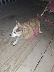 Lost Female Dog last seen Ashwood meadows , Johns Creek, GA 30097