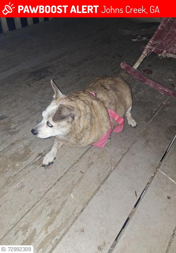 Lost Female Dog last seen Ashwood meadows , Johns Creek, GA 30097