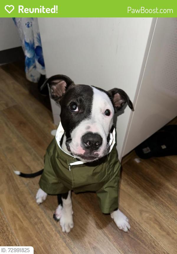 Reunited Female Dog last seen St Mary’s South Public School , Saint Marys, NSW 2760