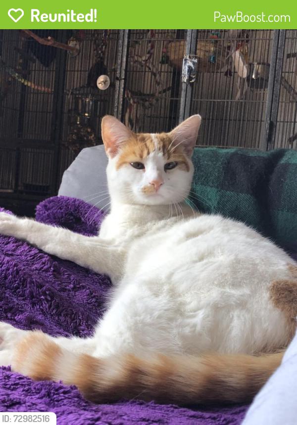 Reunited Female Cat last seen Old Road Counaught Avenue , Essex, England CO13 9DB