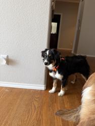Lost Male Dog last seen Mt lincoln dr and mt harvard dr, Peyton, CO 80831