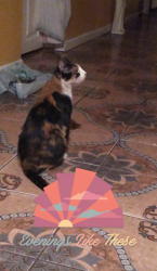 Reunited Female Cat last seen S Marshfield Ave., Chicago, IL 60609