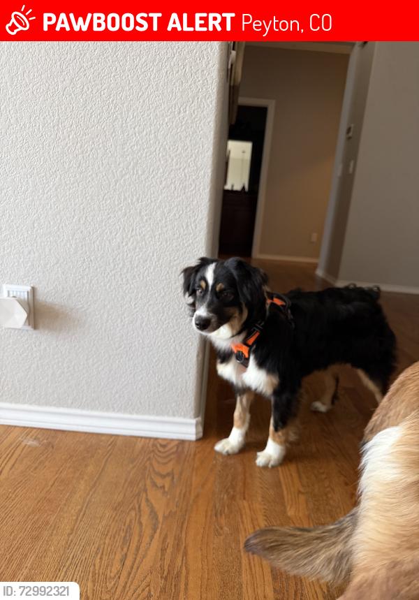Lost Male Dog last seen Mt lincoln dr and mt harvard dr, Peyton, CO 80831