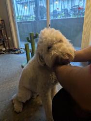 Reunited Male Dog last seen Midtown market , Kansas City, MO 64111