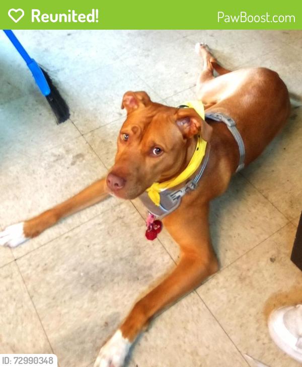 Reunited Female Dog last seen Pender and carroll, Vancouver, BC V6B 1R3