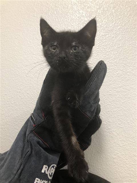Shelter Stray Male Cat last seen Near BLOCK N PEACH AVE, FRESNO CA 93727 2266, 5277 E Airways Blvd, Fresno, CA 93727, USA