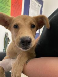 Shelter Stray Female Dog last seen Near BLOCK WILLIS AVE, BAKERSFIELD CA 93306, 3951 Fruitvale Ave, Bakersfield, CA 93308, USA