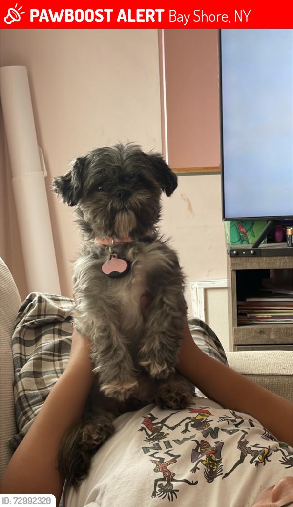 Lost Female Dog last seen Corner of Benton place & pine grove blvd , Bay Shore, NY 11706