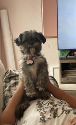 Lost Female Dog last seen Corner of Benton place & pine grove blvd , Bay Shore, NY 11706