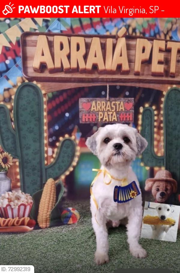 Lost Male Dog last seen Rua Passos 198, Vila Virginia, SP 08576-300