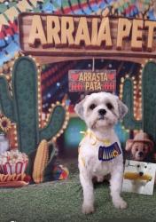 Lost Male Dog last seen Rua Passos 198, Vila Virginia, SP 08576-300