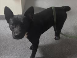 Shelter Stray Male Dog last seen , 3201 Lacy St, Los Angeles, CA 90031, USA