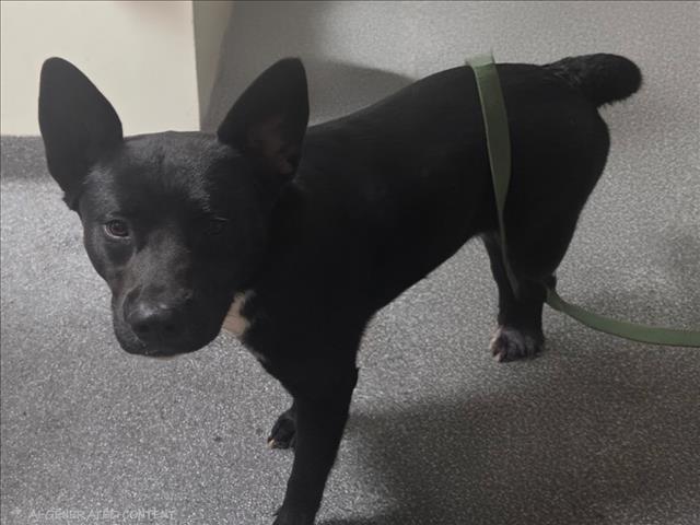 Shelter Stray Male Dog last seen , 3201 Lacy St, Los Angeles, CA 90031, USA