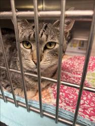 Shelter Stray Male Cat last seen , 11361 W Pico Blvd, Los Angeles, CA 90064, USA