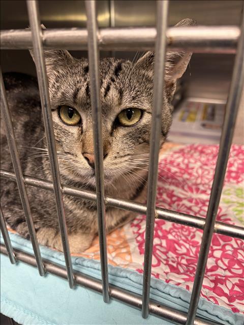 Shelter Stray Male Cat last seen , 11361 W Pico Blvd, Los Angeles, CA 90064, USA