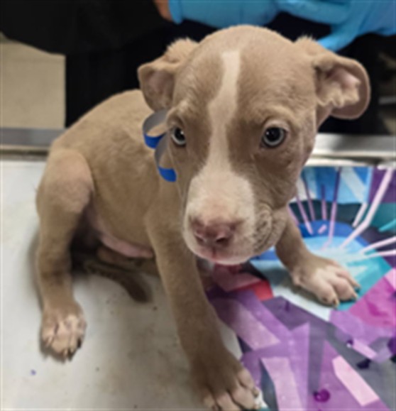 Shelter Stray Male Dog last seen Near BLOCK LIMONITE AVE, EASTVALE, CA 92880, 6851 Van Buren Boulevard, Jurupa Valley, CA 92509, USA