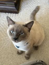 Reunited Male Cat last seen Black Berry Lane and Trails End, Dallas, TX 75248