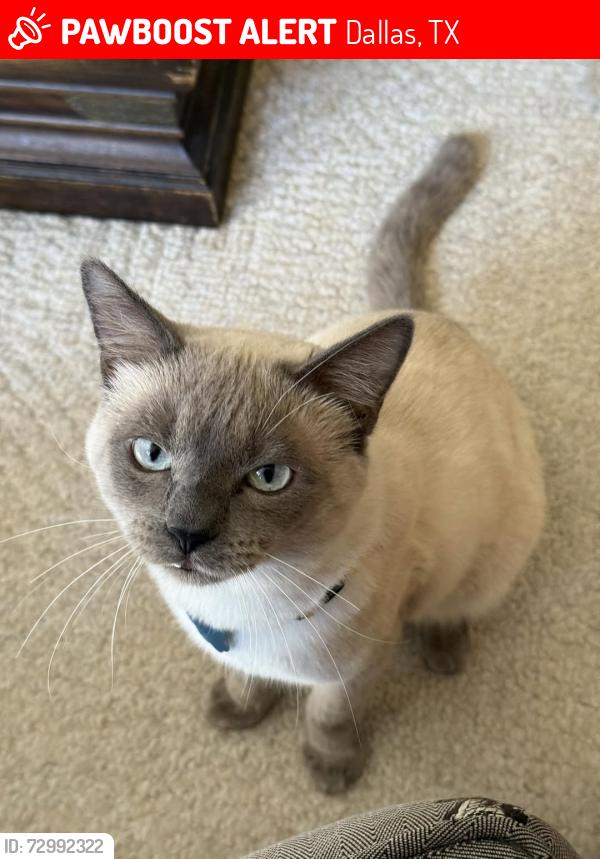 Lost Male Cat last seen Black Berry Lane and Trails End, Dallas, TX 75248