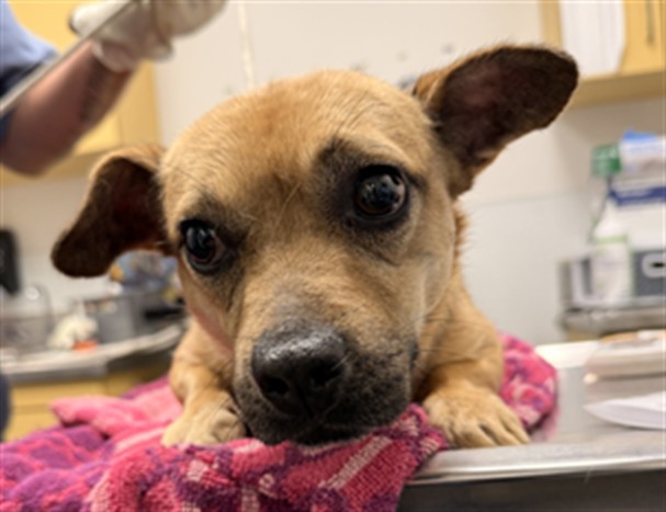 Shelter Stray Female Dog last seen , 1850 W 60th St, Los Angeles, CA 90047, USA