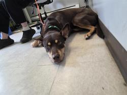 Shelter Stray Male Dog last seen Near BLOCK 161ST AVE SE, RENTON WA 98058, 21615 64th Ave S, Kent, WA 98032, USA