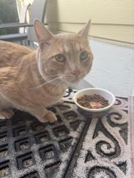 Found/Stray Male Cat last seen Rock Creek meadows , Maple Valley, WA 98038