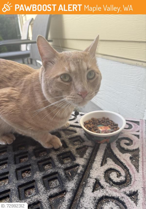 Found/Stray Male Cat last seen Rock Creek meadows , Maple Valley, WA 98038