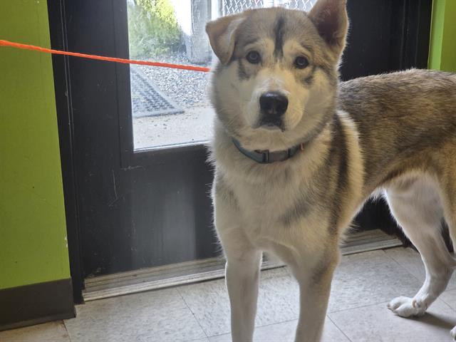 Shelter Stray Male Dog last seen Near BLOCK SE GREEN VALLEY RD, AUBURN WA 98092, 21615 64th Ave S, Kent, WA 98032, USA
