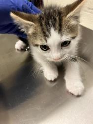 Shelter Stray Male Cat last seen Near BLOCK BLCK CALIFORNIA AVE, LONG BEACH, CA 90805, 7700 E Spring St, Long Beach, CA 90815, USA