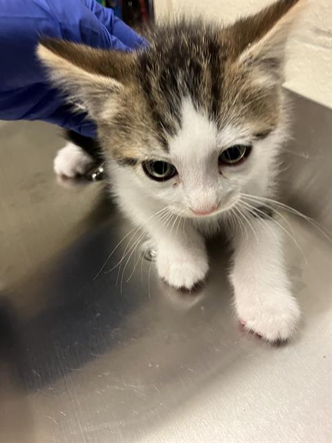 Shelter Stray Male Cat last seen Near BLOCK BLCK CALIFORNIA AVE, LONG BEACH, CA 90805, 7700 E Spring St, Long Beach, CA 90815, USA