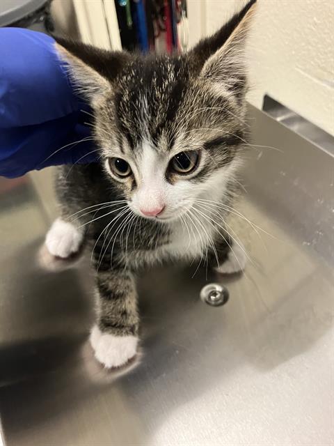Shelter Stray Male Cat last seen Near BLOCK BLCK CALIFORNIA AVE, LONG BEACH, CA 90805, 7700 E Spring St, Long Beach, CA 90815, USA