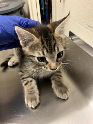 Shelter Stray Male Cat last seen Near BLOCK BLCK CALIFORNIA AVE, LONG BEACH, CA 90805, 7700 E Spring St, Long Beach, CA 90815, USA
