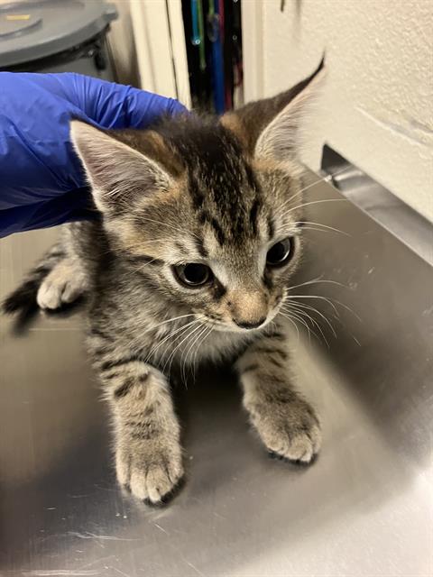 Shelter Stray Male Cat last seen Near BLOCK BLCK CALIFORNIA AVE, LONG BEACH, CA 90805, 7700 E Spring St, Long Beach, CA 90815, USA