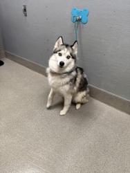 Shelter Stray Female Dog last seen E LAKE MEAD BLVD & N SLOAN LN, 655 N Mojave Rd, Las Vegas, NV 89101, USA