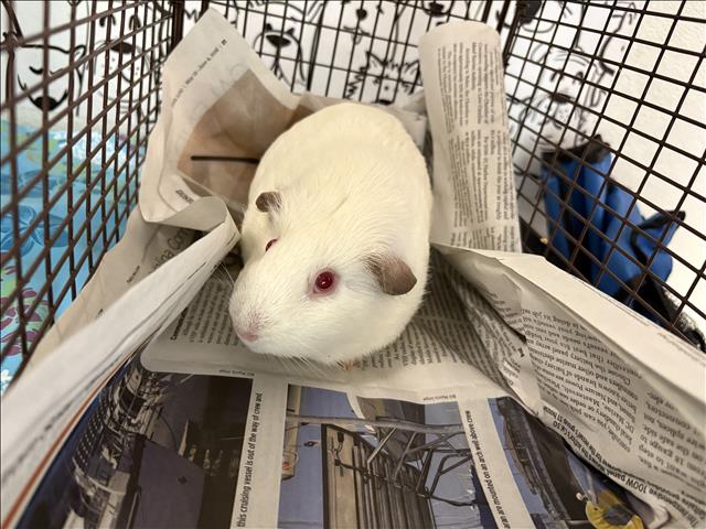 Shelter Stray Female Other last seen , 957 N Gaffey St, San Pedro, CA 90731, USA