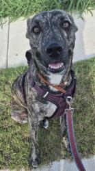 Shelter Stray Female Dog last seen FLAME TANAGER, 4710 TX-151, San Antonio, TX 78227, USA