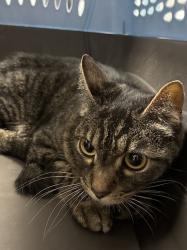 Shelter Stray Male Cat last seen Near BLOCK BOULDER HWY, LAS VEGAS NV 89122, 655 N Mojave Rd, Las Vegas, NV 89101, USA