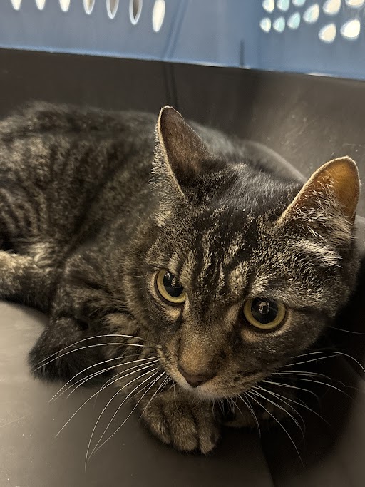 Shelter Stray Male Cat last seen Near BLOCK BOULDER HWY, LAS VEGAS NV 89122, 655 N Mojave Rd, Las Vegas, NV 89101, USA