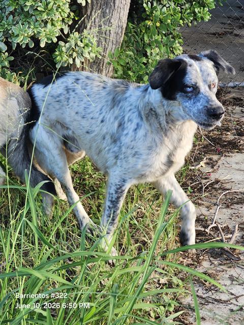 Shelter Stray Male Dog last seen Near BLOCK SHERRY DR, 4710 TX-151, San Antonio, TX 78227, USA