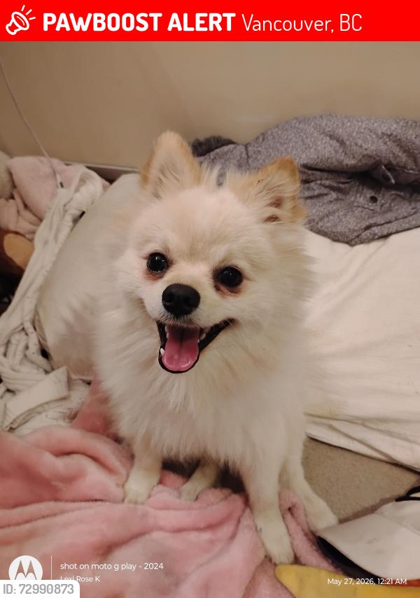 Lost Male Dog last seen 55th street and Kerr  Vancouver city , Vancouver, BC 