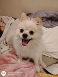Lost Male Dog last seen 55th street and Kerr  Vancouver city , Vancouver, BC 