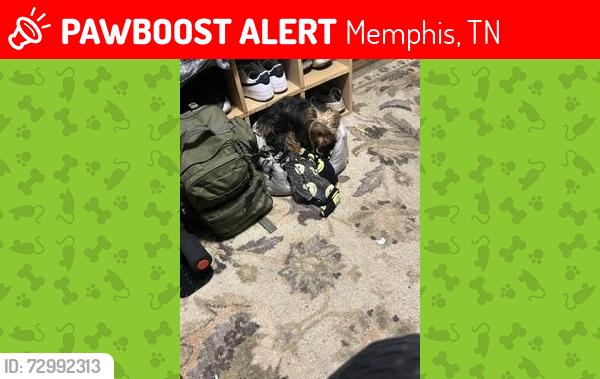 Lost Female Cat last seen Near Dabbs ave memphis tennessee, Memphis, TN 38127
