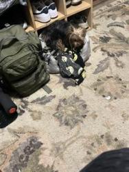 Lost Female Cat last seen Near Dabbs ave memphis tennessee, Memphis, TN 38127